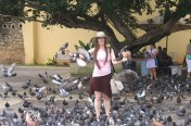Raven and Pigeons in Puerto Rico